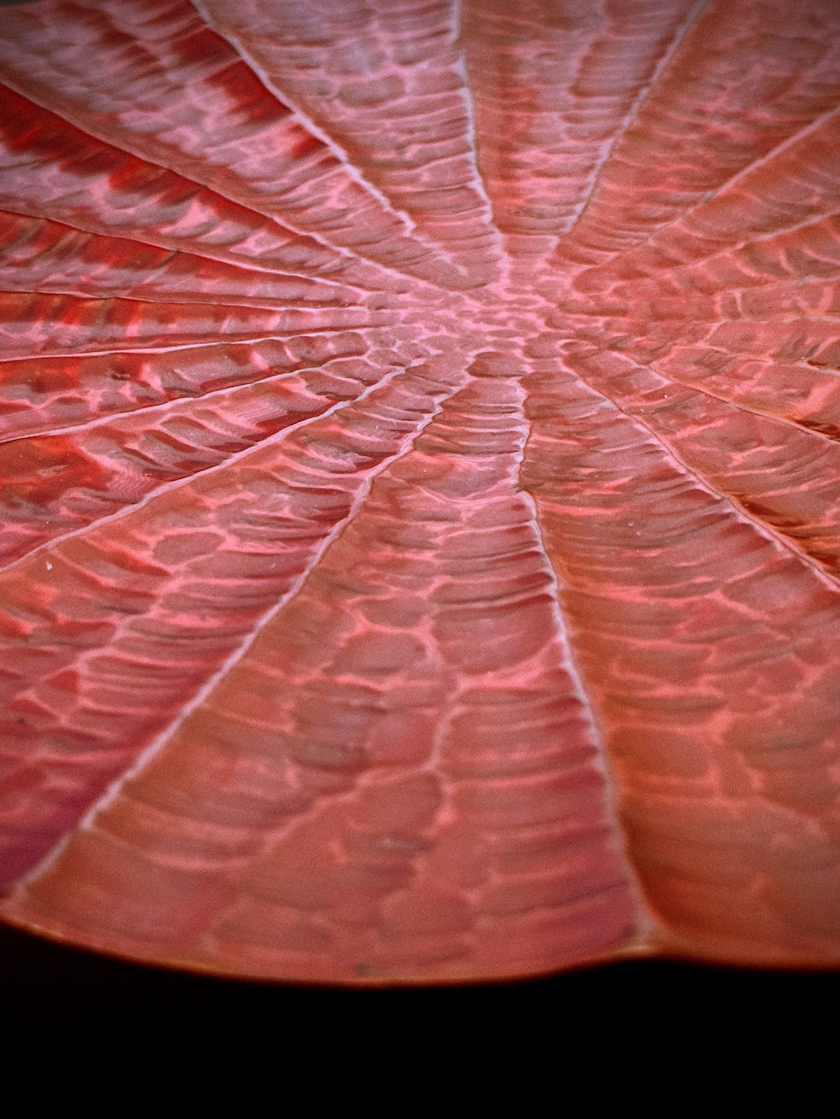 Kamakura-Bori Round Lacquer Serving Plate, Radiating Chisel Mark